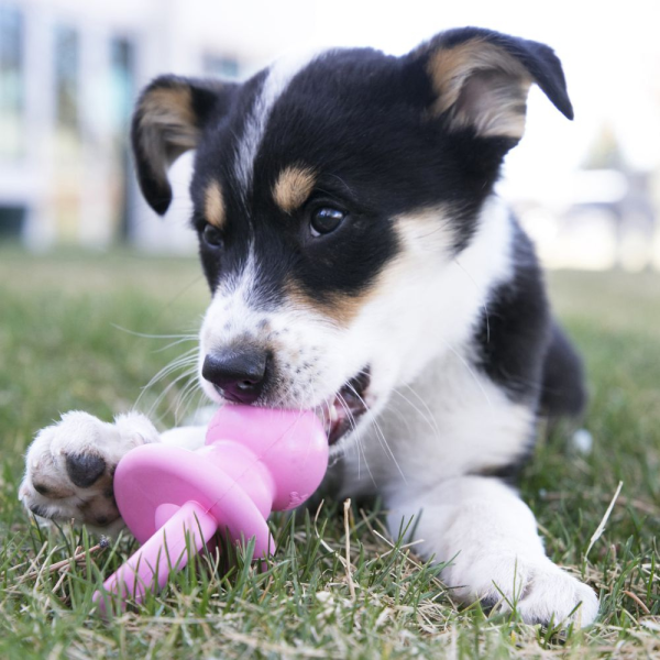 KONG Puppy Binkie Teething Dog Toy Supply