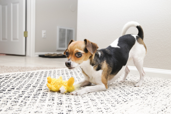 KONG Plush Duck Dog Toy For Cheap